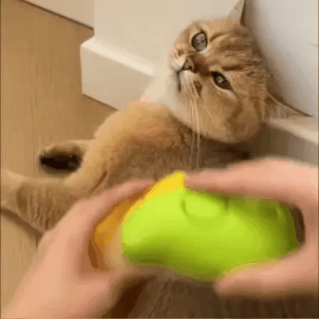 3 in 1 Dog Steam Brush