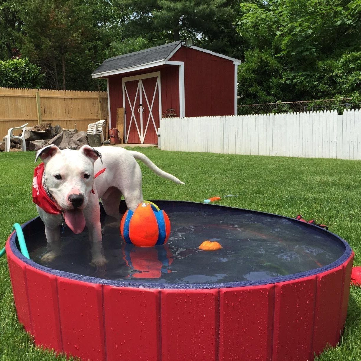 PORTABLE PAW POOL - WikiWii