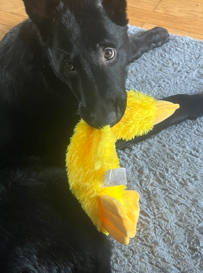 Duck Dog Toy