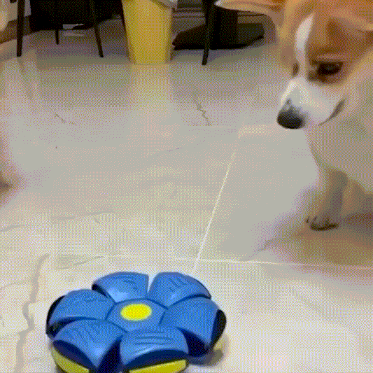 The Doggy Disc Ball .
