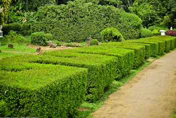 GARDCUT® - Cut, graft and care for your garden easily! - WikiWii