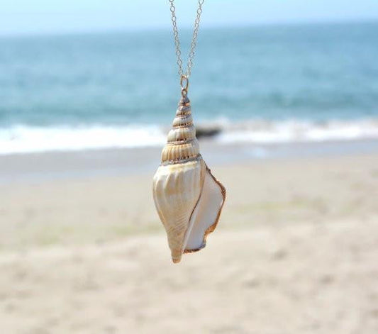 Shell Necklace - WikiWii