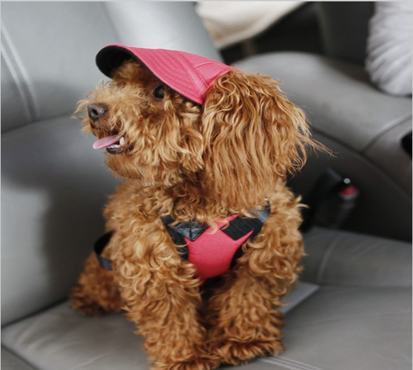 Summer Dog Hat - WikiWii